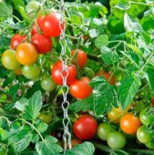 Terenzo Tomato TM886-10