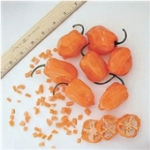 Habanero Hot Peppers (Orange Strain 2) HP1812-20