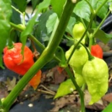 Bhut Jolokia Ghost Improved Light Green Pepper Seeds