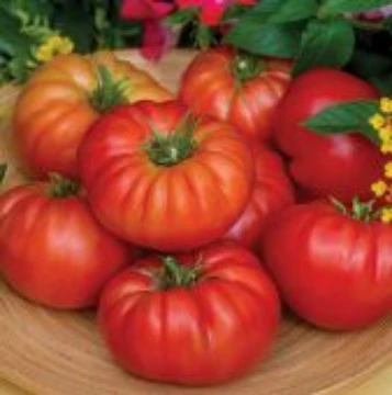 Tomato M | Reimer Seeds