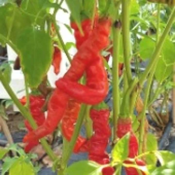 Crinkle Chili Pepper Seeds