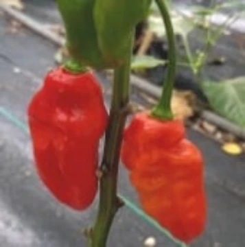 Bhut Jolokia Ghost Orange Pepper Seeds