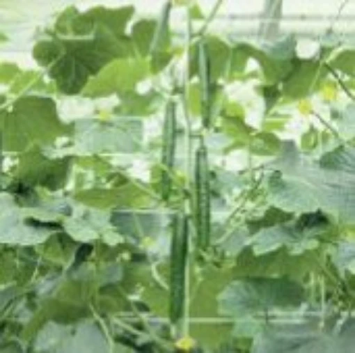 Tasty Jade Cucumbers CU72-20