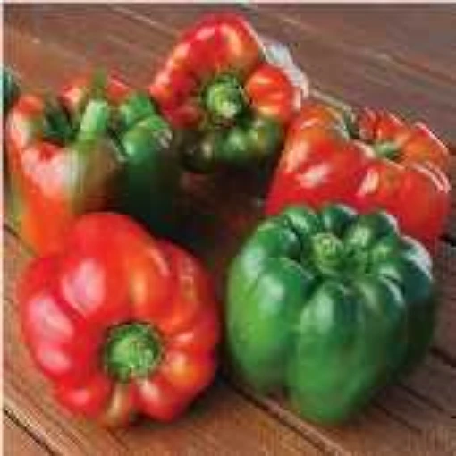 Ozark Giant Sweet Peppers SP336-20