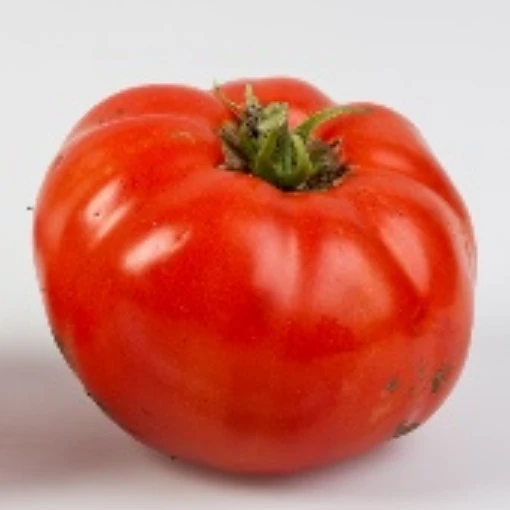 506 Bush Tomato TM604-10