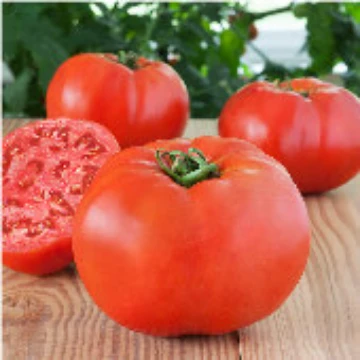 Glamour Tomato Seeds