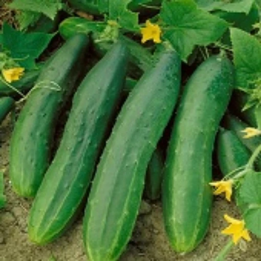 Straight Eight Cucumbers CU34-20