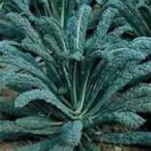 Lacinato Kale KL11-250