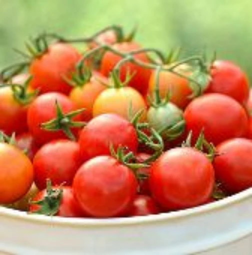 Power Pops Tomato TM906-10