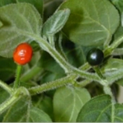 Galapagos Islands Hot Peppers HP1851-10