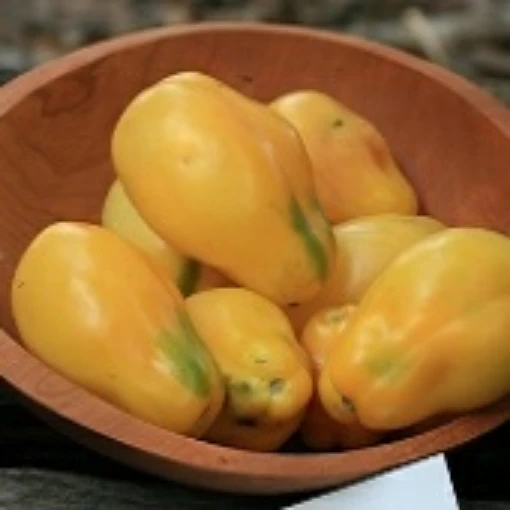 Yellow Bell Tomato TM729-20