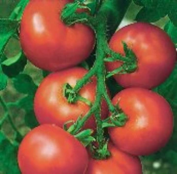 Alicante Tomato Seeds