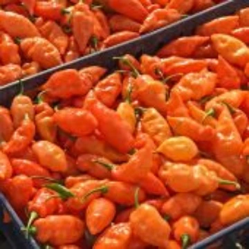 Habanada Pepper Seeds
