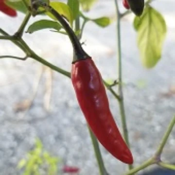 Guapito Pepper Seeds