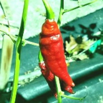 Habalokia Chocolate Pepper Seeds