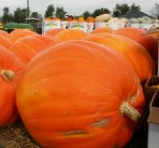 Prizewinner Pumpkins PM47-5