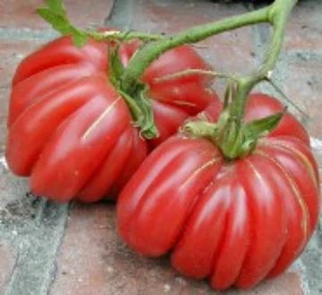 Tomato Z. Reimer Seeds