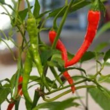 Bangalore Torpedo Pepper Seeds