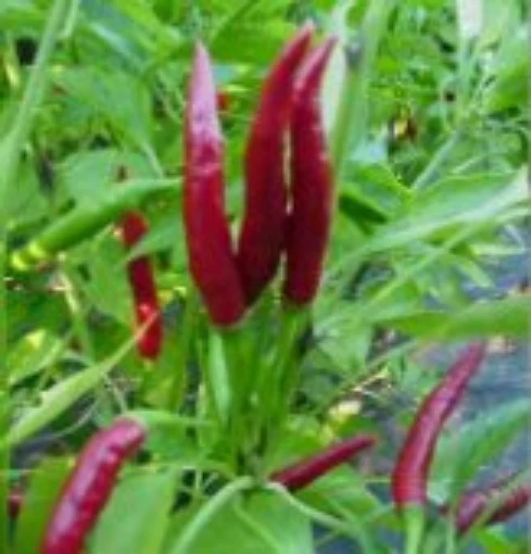 Suryankhi Cluster Hot Peppers HP274-20