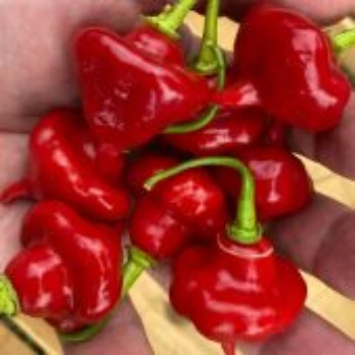Aji Cachucha Hot Peppers HP2329-10