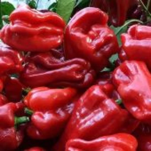 Ausilio Thin Skin Italian Pepper Seeds