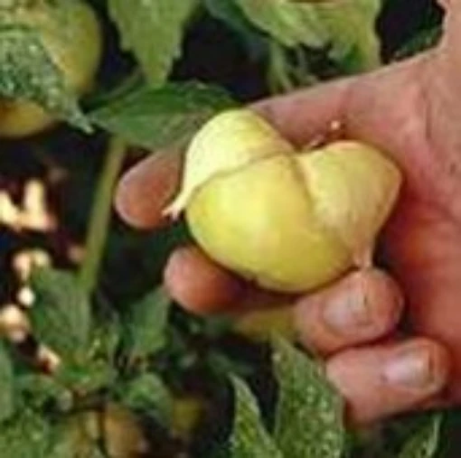 Mexican Strain Tomatillo TL10-20