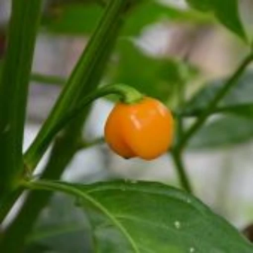Bod'e Amarela Pepper Seeds