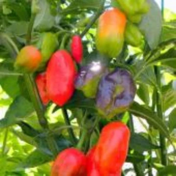 Cajamarca Pepper Seeds