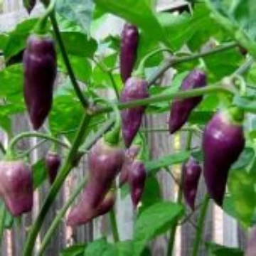 Condor's Beak Pepper Seeds