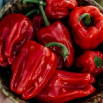 Criolla de Cocina Pepper Seeds