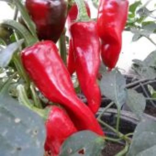 Esplette Pepper Seeds
