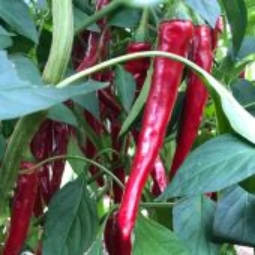 Gochugaru Hot Peppers HP2359-10