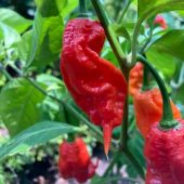 Jay's Red Ghost Scorpion Pepper Seeds