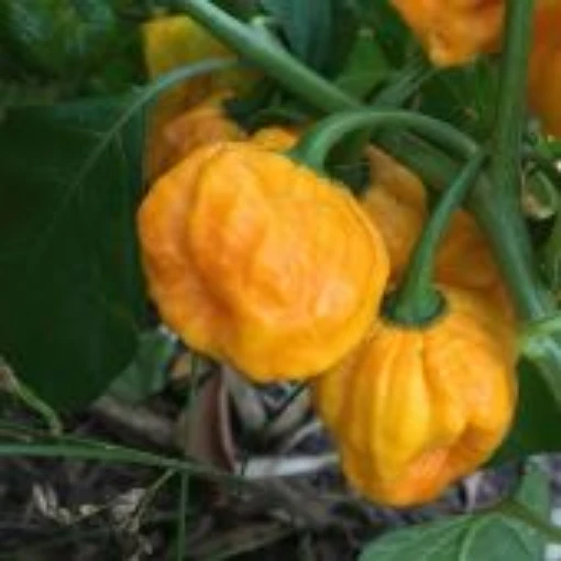 7 Pot Jonah's Yellow Brain Pepper Seeds