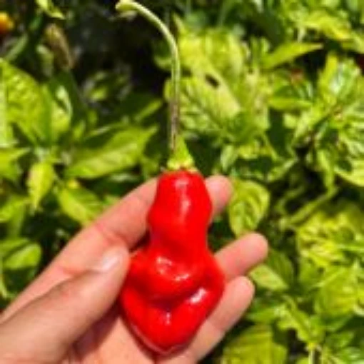 Mayo Pimento Hot Peppers HP2371-10