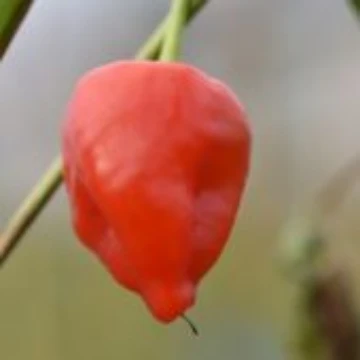Peito de Moca Pepper Seeds