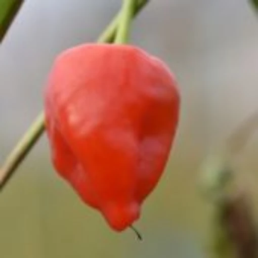 Peito de Moca Hot Peppers HP2375-10