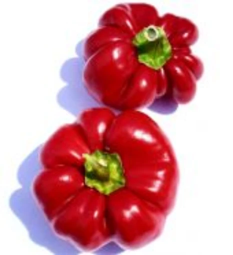 Ralph Thompson Squash Hot Peppers HP2386-10
