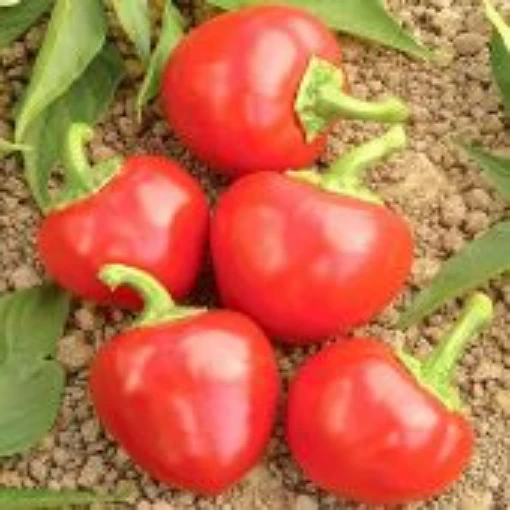 Satan's Kiss Hot Peppers HP2388-10
