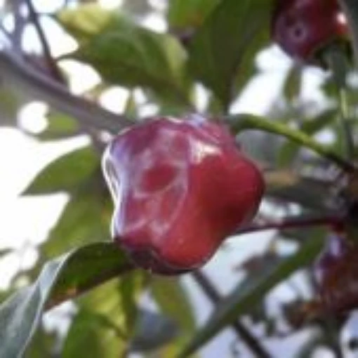 Cheiro Roxa Hot Peppers HP2400-10