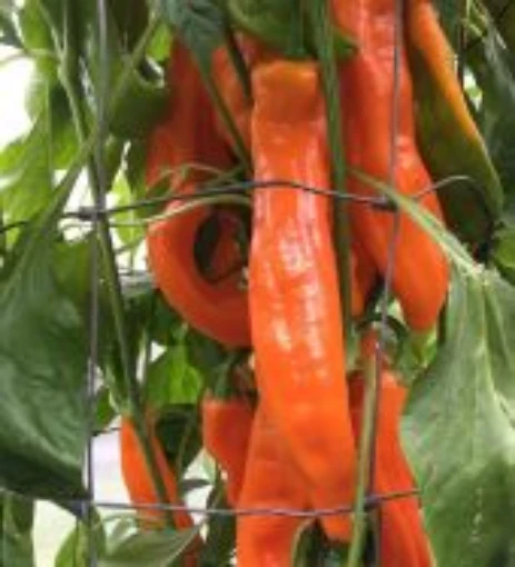 Corno di Toro Sweet Peppers (Orange) SP380-20