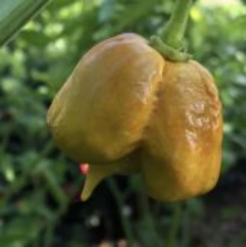 Carolina Reaper Mustard Hot Peppers
