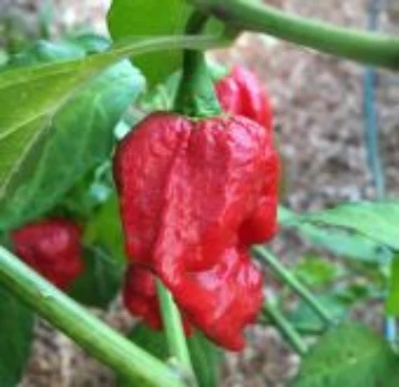 Komodo Dragon Pepper Seeds