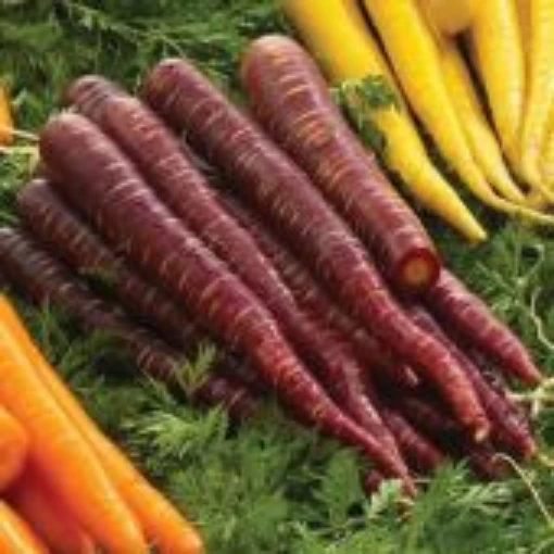 Purple Elite Carrots CT49-100