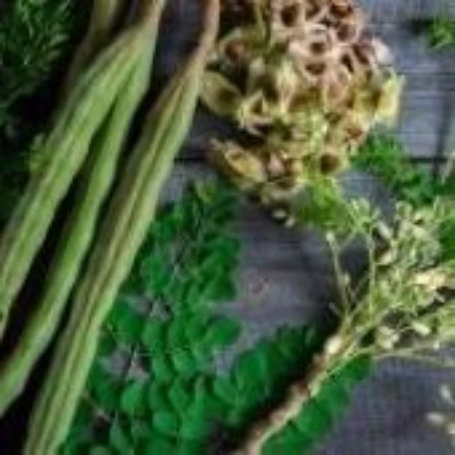 Moringa Tree TR29-5