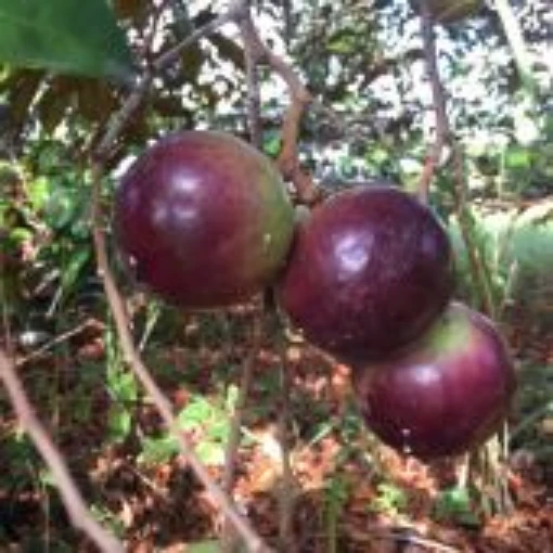 Star Apple Tree TR30-5