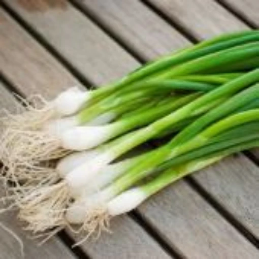 Nebuka Evergreen Bunching Onions ON60-100