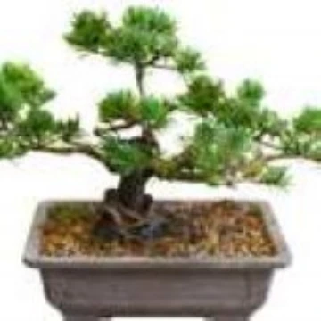 Mugo Pine Bonsai Tree