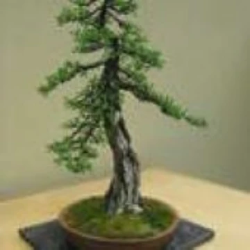 Tamarack Bonsai Tree