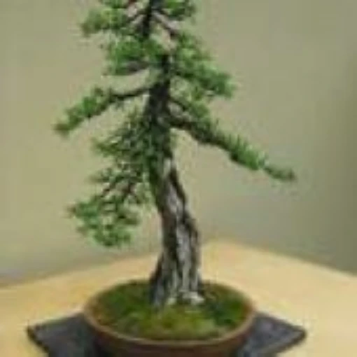 Images/products/trees/Tamarack_Bonsai_Tree_Seeds.jpg